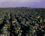 233 Teelt van spruiten: oogst in de droge zomer, [1976]
