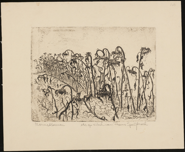 SPUIJBROEK_103 Uitgebloeide zonnebloemen in een veld, ca. 1935