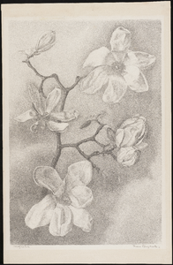 SPUIJBROEK_171 Magnolia, ca. 1935