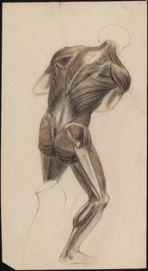 SPUIJBROEK_286 Studie van de spieren aan een menselijk lichaam, gemaakt tijdens de opleiding aan de Academie Rotterdam, ...