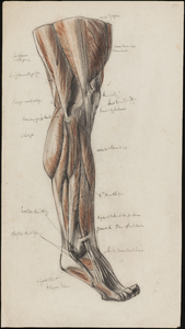 SPUIJBROEK_287 Studie van de spieren aan een menselijk been, gemaakt tijdens de opleiding aan de Academie Rotterdam, ...