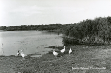 PB4363 Ganzen aan de oever van het Quackjeswater, ca. 1939