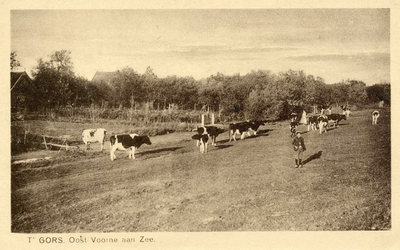 PB4845 Weiland met koeien naast kampeerterrein Kruininger Gors, ca. 1935