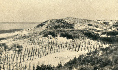 PB5323 Aanplant van helm in de duinen, ca. 1930