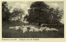 PB5689 Schapen aan de Rietdijk, ca. 1950