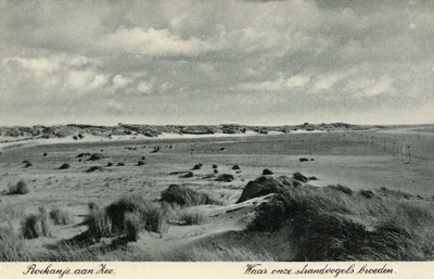 PB7208 Strand en duinen: 'Waar onze strandvogels broeden', ca. 1950