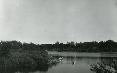 PB7254 Natuurgebied en broedkolonie Het Brede Water, ca. 1950