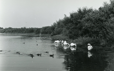 PB7255 Natuurgebied en broedkolonie Het Brede Water, ca. 1955