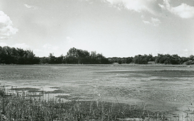 PB7277 Natuurgebied het Quackjeswater, ca. 1950