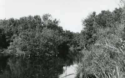 PB7278 Natuurgebied het Quackjeswater, ca. 1950