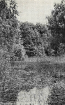 PB7287 Natuurgebied het Quackjeswater, ca. 1955