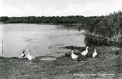 PB7288 Natuurgebied het Quackjeswater, 1971