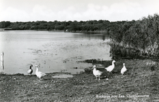 PB7288 Natuurgebied het Quackjeswater, 1971