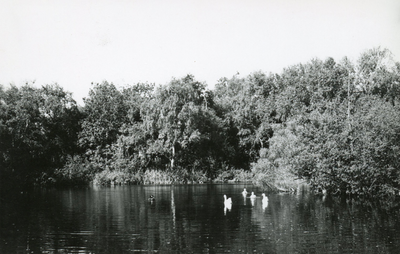 PB7289 Natuurgebied het Quackjeswater, ca. 1950