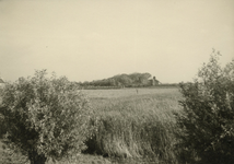 PB7318 Rietkant van meertje De Waal, oktober 1960