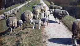 DIA01063 Grazende schapen op de wallen houden het gras kort; ca. 1960