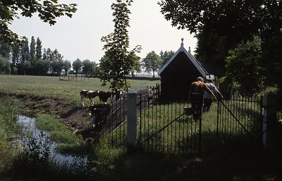 DIA15080 Weiland met schuur en koeien naast de kerk; ca. 1976
