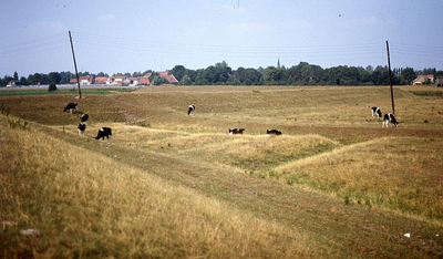 DIA16126 Koeien grazen in polder Oud Guldeland; ca. 1976