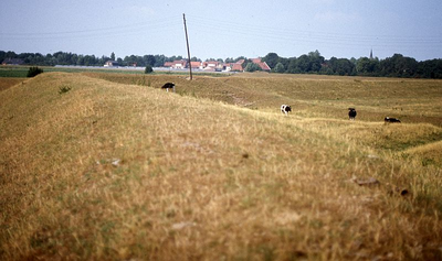 DIA16127 Koeien grazen in polder Oud Guldeland. Op de achtergrond Heenvliet; ca. 1976