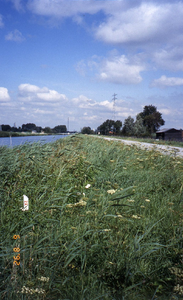 DIA16365 De rietkraag langs het Kanaal door Voorne; 6 augustus 1992