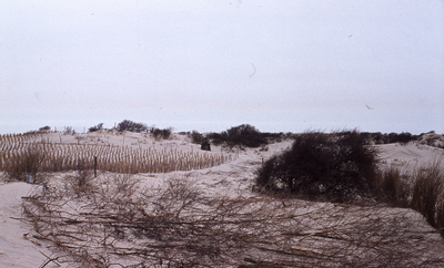 DIA30278 De duinen van Oostvoorne; 1979