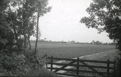 DIA36308 Bollenvelden in de richting van Oostvoorne; ca. 1960
