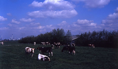 DIA39153 Koeien in het weiland langs de Hogeweg, op de achtergrond Spijkenisse; ca. 1980