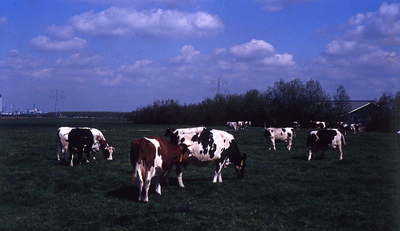 DIA39154 Koeien in het weiland langs de Hogeweg, op de achtergrond Spijkenisse; ca. 1980