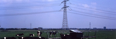 DIA39155 Koeien in het weiland langs de Hogeweg, op de achtergrond Spijkenisse; ca. 1980