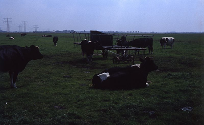 DIA39156 Koeien in het weiland langs de Hogeweg, op de achtergrond Spijkenisse; ca. 1980