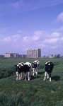 DIA40133 Koeien in het weiland; 15 mei 1967