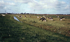 DIA41805 Koeien in de polder Schiekamp; 1963