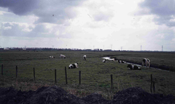 DIA42135 De polder onder Spijkenisse; 1974