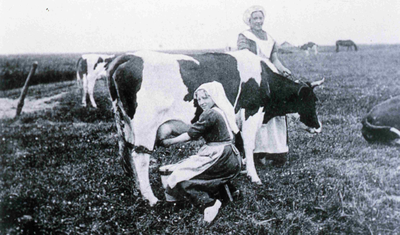 DIA42482 Melktijd: twee vrouwen melken een koe; ca. 1910