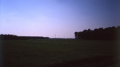 DIA42804 De Malledijk met de aanzet tot het vogelbos; September 1988