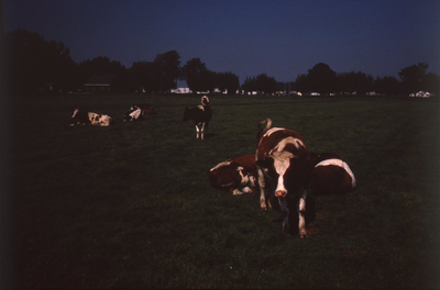 DIA42808 De tennishal op Halfweg, gezien vanaf het Bospad, met koeien op de voorgrond; September 1988