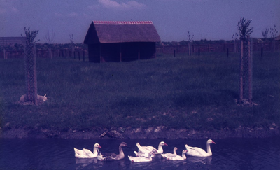 DIA43224 Kinderboerderij De Trotse Pauw; 1972