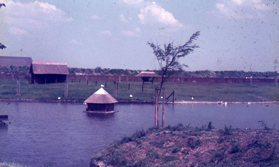 DIA43225 Kinderboerderij De Trotse Pauw; 1972