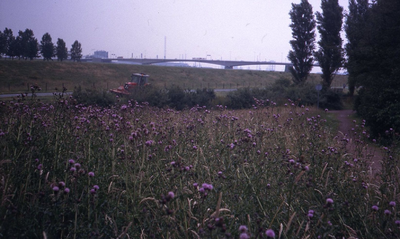 DIA43415 Veld met distels in het Hartelpark; September 1990