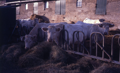 DIA44393 Boerderij De Ruijterstee aan de Korte Schenkeldijk, koeien worden gevoerd; ca. 1990
