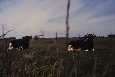 DIA68061 Sfeerbeeld landschap, zicht richting de Tussenweg; 1981