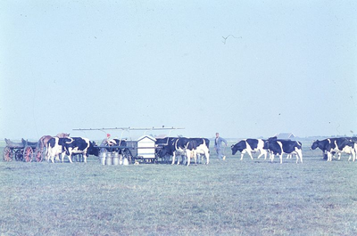 DIA69142 Na aankomst in het weiland moet het vee vastgezet worden aan de zogenaamde melkwagen. Iedere koe heeft zijn ...