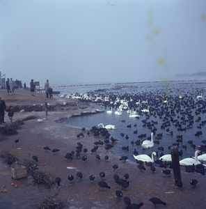 DIA_GF_1009 Bijvoeren van zwanen en meerkoeten tijdens de strenge winter van 1963; ca. 1963