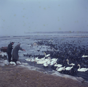 DIA_GF_1010 Bijvoeren van zwanen en meerkoeten tijdens de strenge winter van 1963; ca. 1963