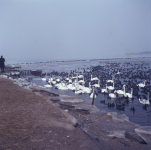 DIA_GF_1011 Bijvoeren van zwanen en meerkoeten tijdens de strenge winter van 1963; ca. 1963