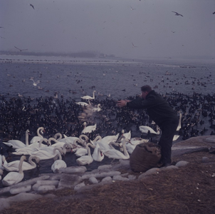 DIA_GF_1026 Bijvoeren van zwanen en meerkoeten tijdens de strenge winter van 1963; ca. 1963