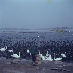 DIA_GF_1032 Bijvoeren van zwanen en meerkoeten tijdens de strenge winter van 1963; ca. 1963