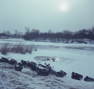 DIA_GF_1073 De Veste rond Brielle is dichtgevroren, eenden liggen op de oever; winter 1963