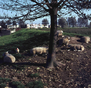 DIA_GF_1163 Schapen op de wallen, op de achtergrond woningen in Meeuwenoord; ca. 1970