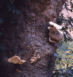 DIA_GF_1255 Zwammen op oude boom bij het raadhuis; 2 september 1975